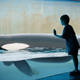 Illustration for article titled SeaWorld Responds To California Drought By Draining Animal Tanks Halfway